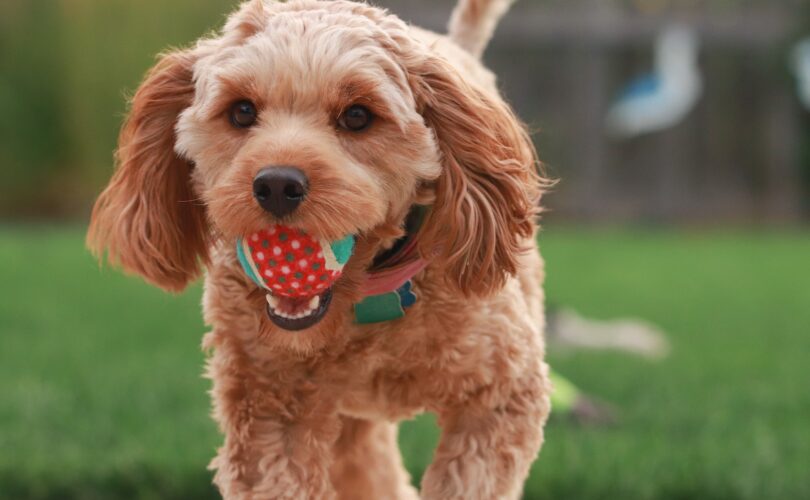 Hund mit Ball