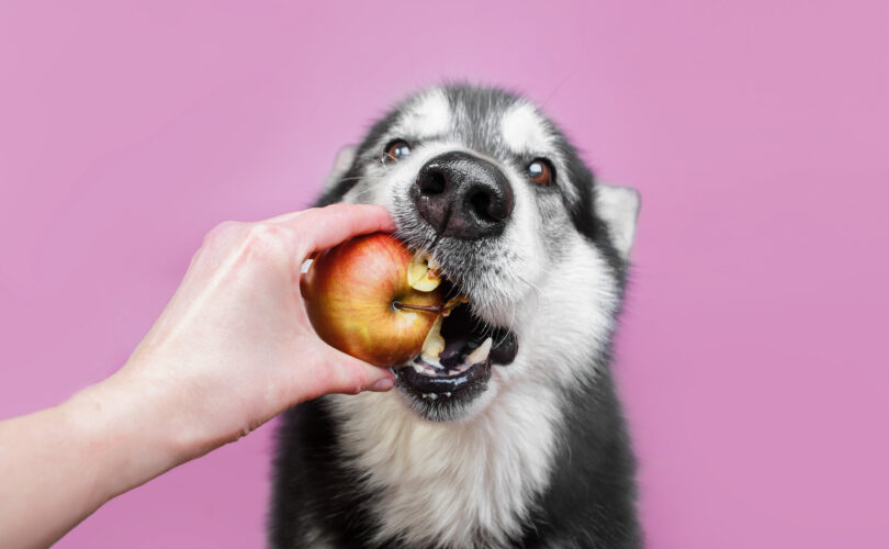 Hund isst Apfel