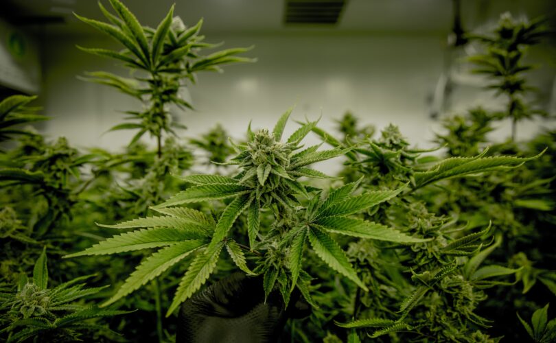 Marijuanaplantage