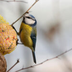 Vogelarten im Garten: Die faszinierende Welt der gefiederten Besucher