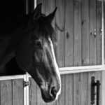 Reiten als Hobby: Tipps für ein erfülltes Reiterlebnis